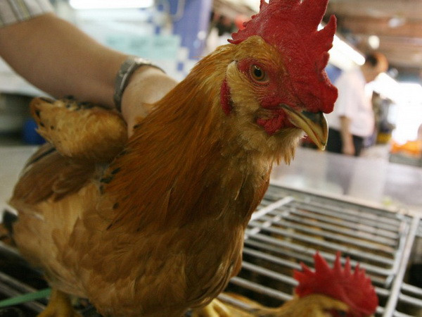 Bộ Nông nghiệp Indonesia ngăn chặn cúm gia cầm lây lan từ Malaysia ảnh 1