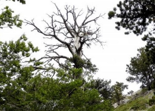 Cây thông cổ thụ hơn 1.200 năm tuổi vẫn tiếp tục "lớn" ảnh 1