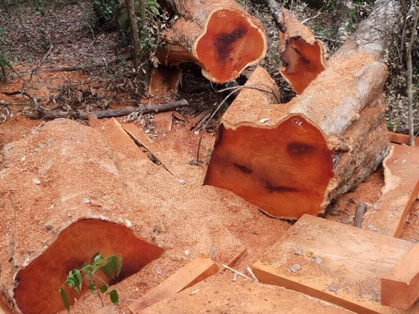 Đắk Lắk: Điều tra vụ phá rừng trái phép tại Vườn quốc gia Yok Đôn ảnh 1