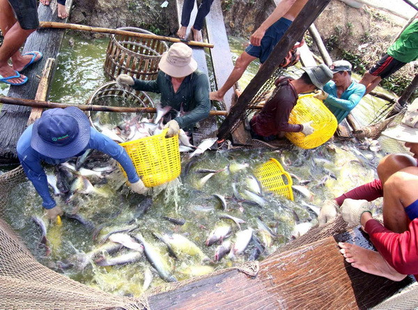 GDP ngành nông nghiệp 6 tháng tăng cao nhất trong 10 năm qua ảnh 2