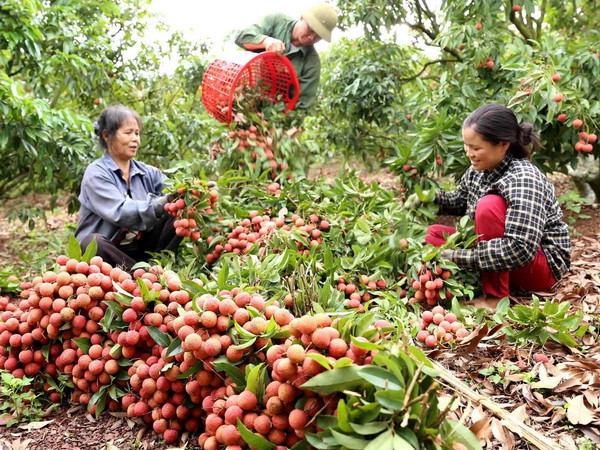 GDP ngành nông nghiệp 6 tháng tăng cao nhất trong 10 năm qua ảnh 1