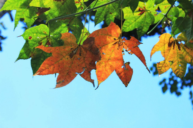 [Photo] Ngẩn ngơ trước rừng phong lá đỏ mỗi độ Đông về ảnh 4