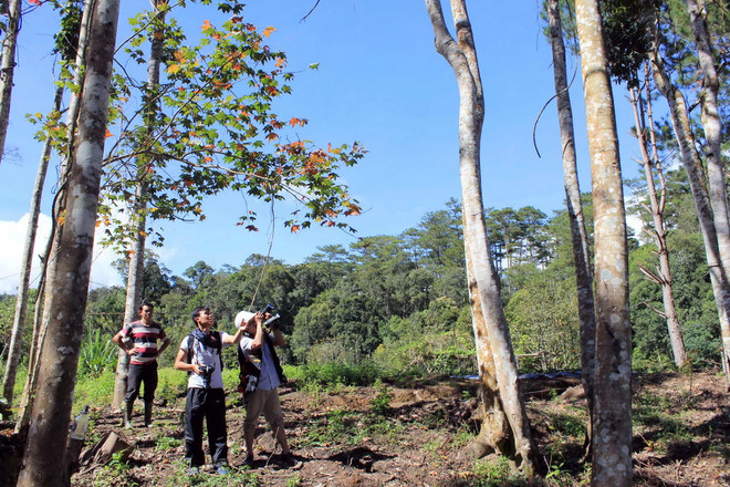 [Photo] Ngẩn ngơ trước rừng phong lá đỏ mỗi độ Đông về ảnh 2