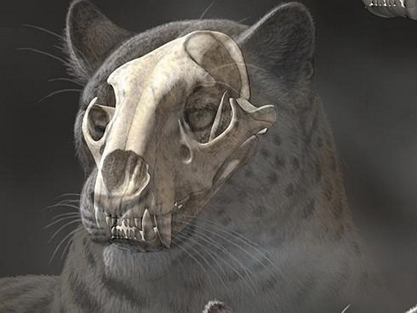 Phát hiện hóa thạch họ mèo lâu đời nhất ở Tây Tạng ảnh 1