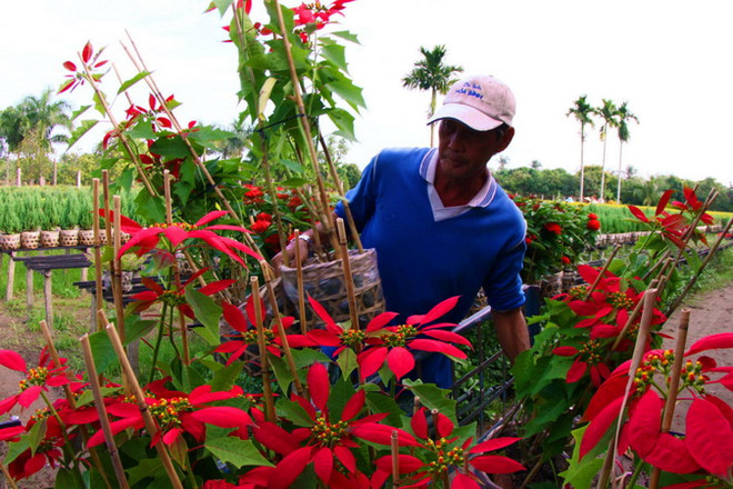 Đồng Tháp chuẩn bị 12 triệu giỏ hoa kiểng phục vụ Tết ảnh 1