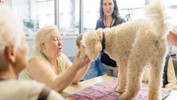 Tìm ra phương pháp ngăn bệnh Alzheimer phát triển ở động vật ảnh 1