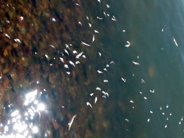 Kiên Giang: Xuất hiện tình trạng cá chết bất thường trong 3 ngày qua ảnh 1