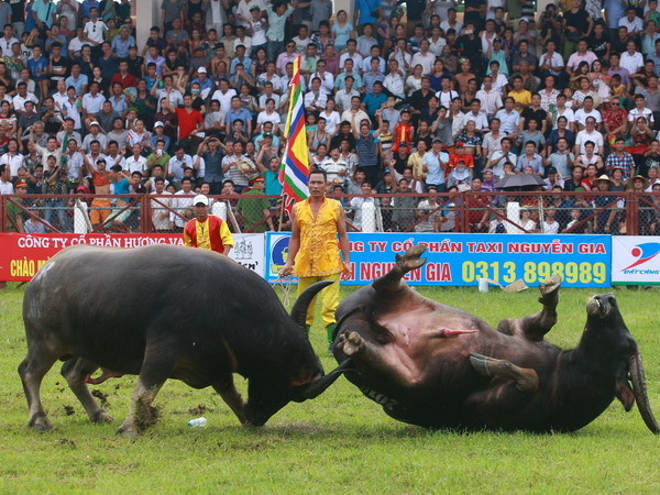 Lễ hội chọi trâu Đồ Sơn: Trâu dự thi húc trọng thương chủ trâu ảnh 1