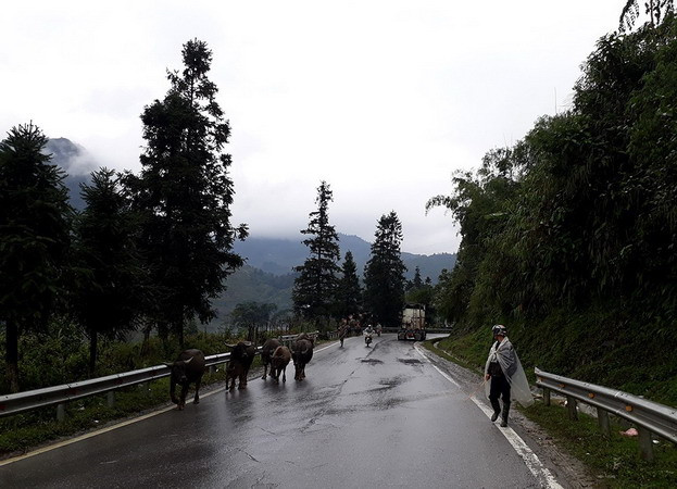 Nông dân Sa Pa chủ động đưa gia súc đi tránh rét, sương muối ảnh 1