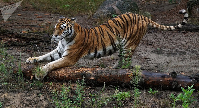 Những sự thật thú vị về loài hổ mà bạn có thể không biết ảnh 1