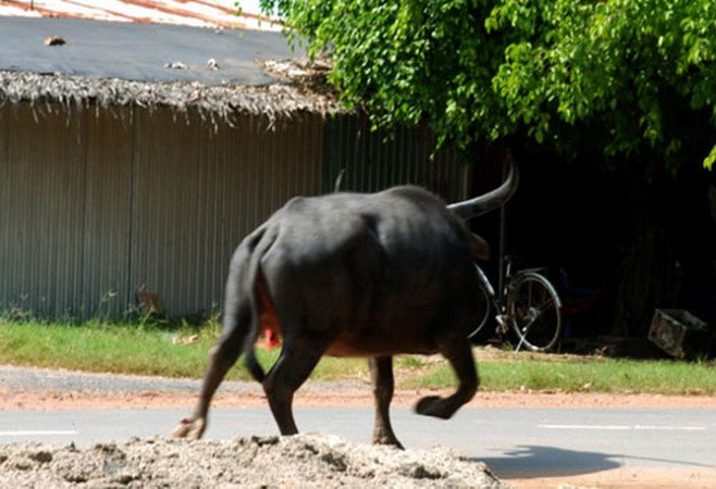 [Video] Nhiều người phải nhập viện vì bị trâu "điên" tấn công ảnh 1