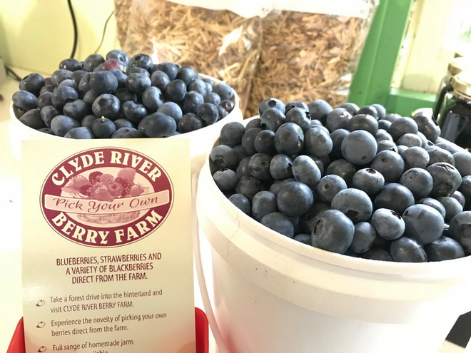 Trải nghiệm một ngày hái trái việt quất tươi ngon ở Australia ảnh 5