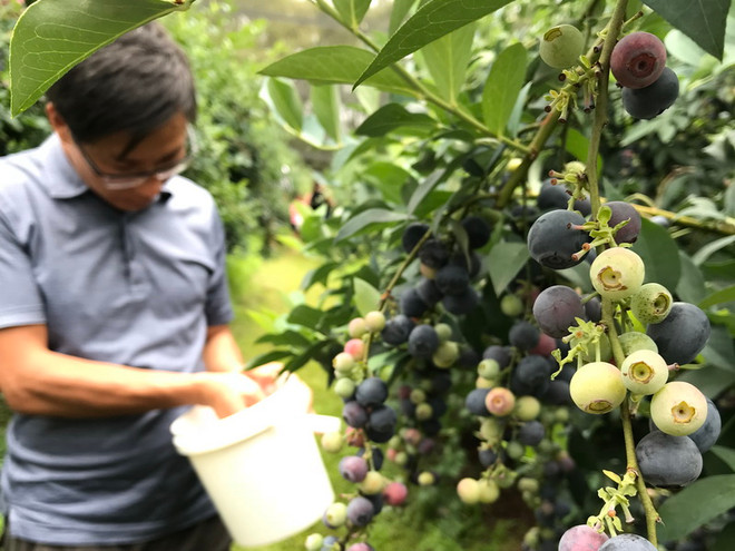Trải nghiệm một ngày hái trái việt quất tươi ngon ở Australia ảnh 1