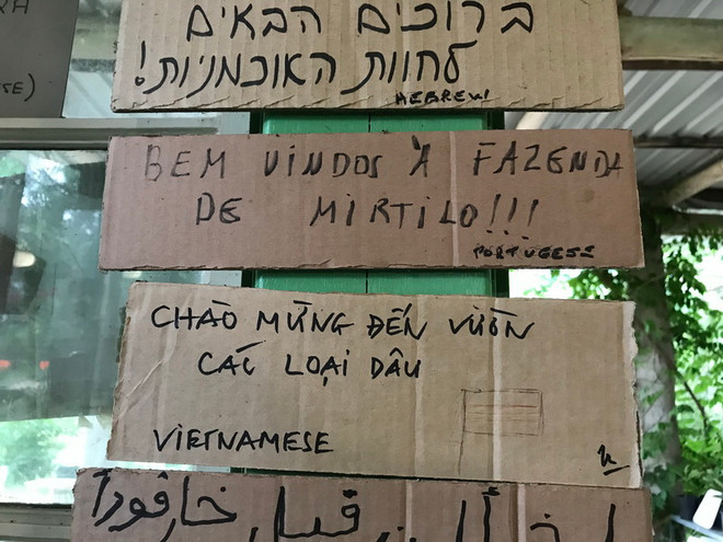 Trải nghiệm một ngày hái trái việt quất tươi ngon ở Australia ảnh 4