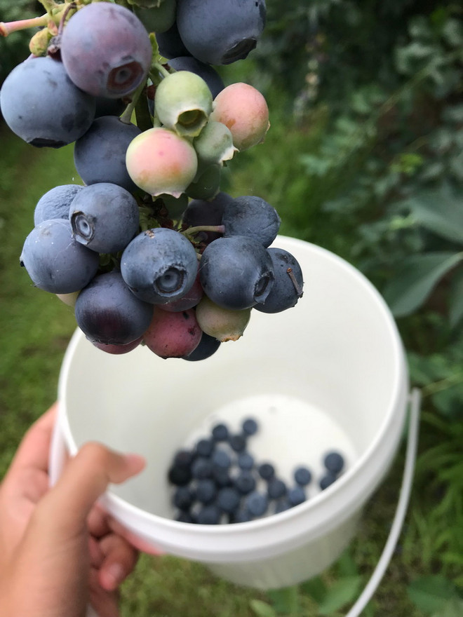 Trải nghiệm một ngày hái trái việt quất tươi ngon ở Australia ảnh 3