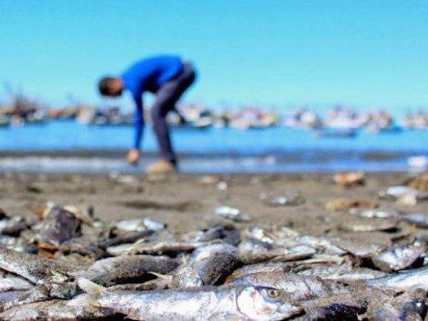 Chile: Cá hồi chết hàng loạt do sự xuất hiện loại vi tảo độc hại ảnh 1