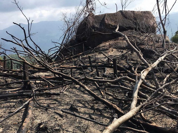 Hàng chục ha rừng tự nhiên ở tỉnh Bình Định tiếp tục bị tàn phá ảnh 1