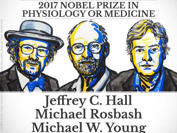 Giải Nobel Y học năm 2017 thuộc về bộ ba nhà khoa học Mỹ ảnh 1
