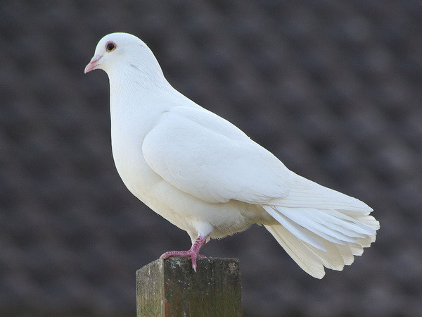 Bồ câu có thể nhận thức về không gian đa chiều và thời gian ảnh 1