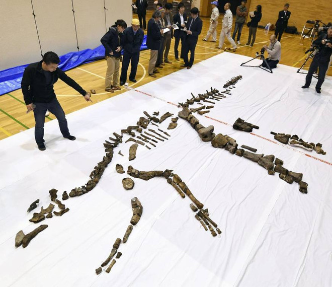 Bộ xương dài 8m, từng sinh sống trên trái đất cách đây khoảng 72 triệu năm. (Nguồn: japantimes.co.jp) Phát hiện hóa thạch bộ xương khủng long hoàn thiện lớn nhất ảnh 1