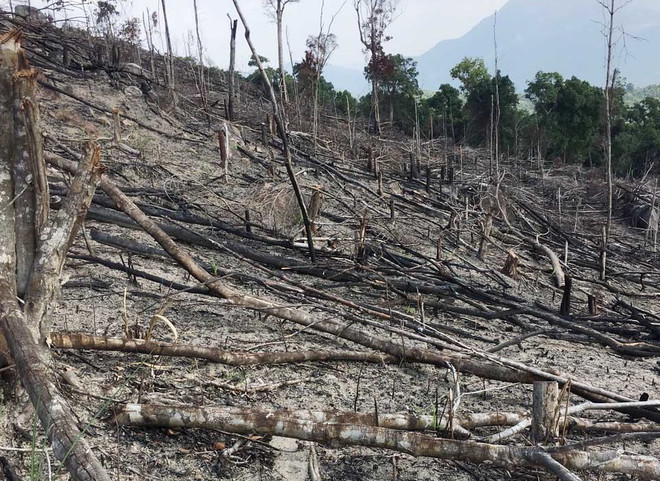 Hàng chục ha rừng tự nhiên ở tỉnh Bình Định tiếp tục bị tàn phá ảnh 2