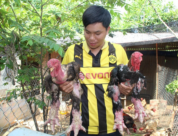 Năm Gà và ước vọng đại cát trong năm mới của người Việt ảnh 1