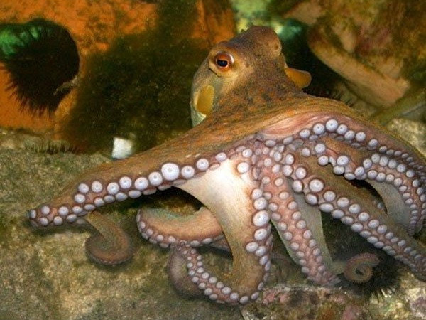 May mắn được cứu sống khi bị sốc phản vệ do bạch tuộc cắn ảnh 1