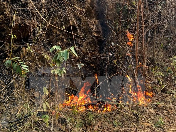 Cháy lớn lan rộng tại Quảng Ninh, nhiều hécta rừng bị thiêu rụi ảnh 1