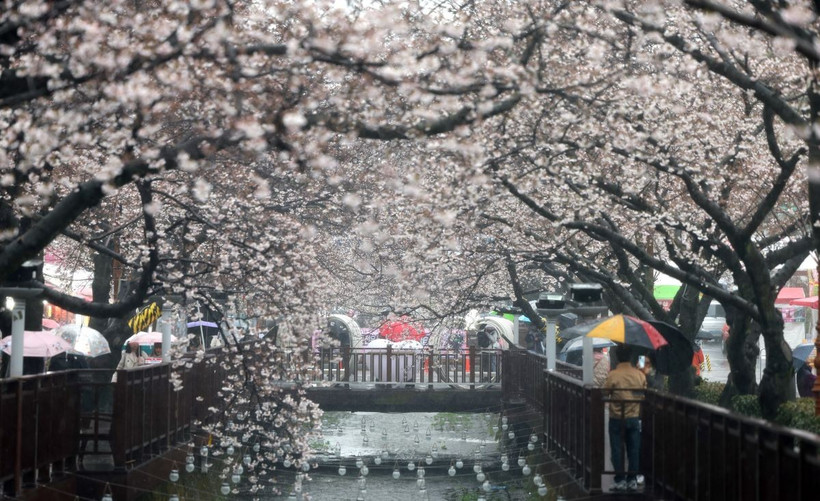 Hoa anh đào nở rộ tại Hàn Quốc. (Ảnh: Yonhap/TTXVN)