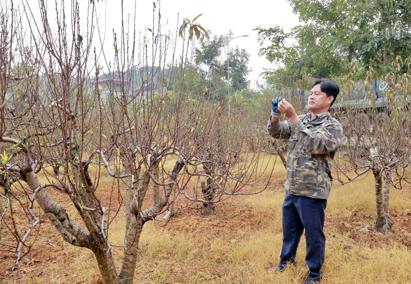 Nghề trồng đào mang lại hiệu quả kinh tế cao hơn hẳn so với các cây trồng khác. (Ảnh: Nguyễn Chinh/TTXVN)