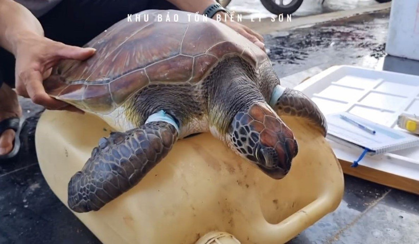 Cá thể rùa xanh nặng 12kg được cứu hộ thành công. (Ảnh: TTXVN)