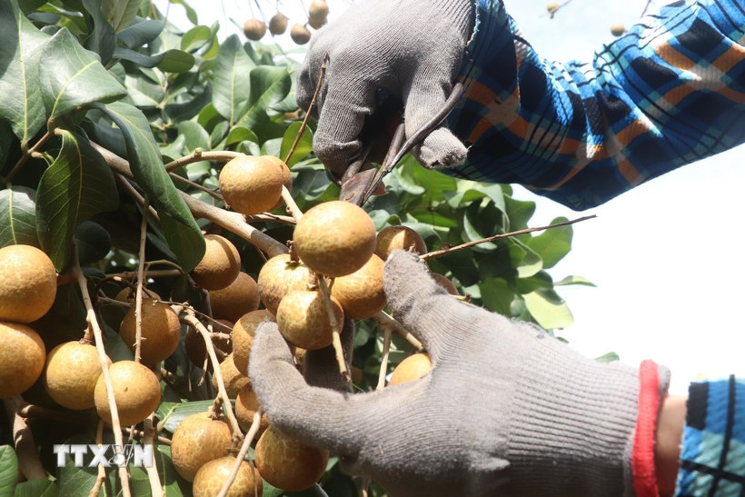 Nông dân Cần Thơ thu hoạch nhãn. (Ảnh: Thu Hiền/TTXVN)