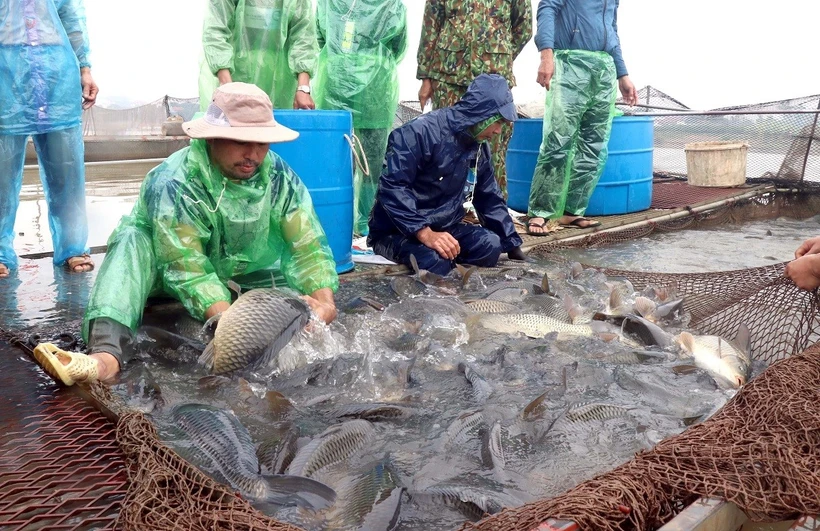 Cá lồng chủ yếu là cá chép có trọng lượng từ 3-5kg/chu kỳ nuôi. (Ảnh: Đinh Văn Nhiều/TTXVN)