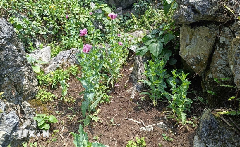 Đầu tháng 4/2024, Đồn Biên phòng Sơn Vĩ phối hợp với Công an xã Sơn Vĩ (huyện Mèo Vạc, Hà Giang) đã triệt phá một điểm trồng trái phép gần 100 cây thuốc phiện nằm giữa rừng sâu tại địa phận giáp ranh giữa xã Sơn Vĩ và xã Đức Hạnh (huyện Bảo Lâm, tỉnh Cao Bằng). (Ảnh: TTXVN)