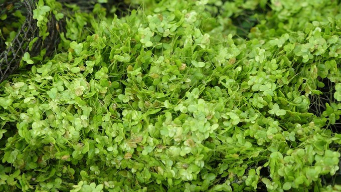 Ảnh minh họa. (Nguồn: AP)