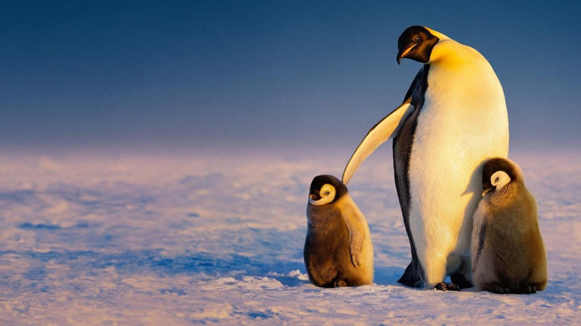 Poster bộ phim Secrets of the penguins. (Nguồn: Natgeotv)