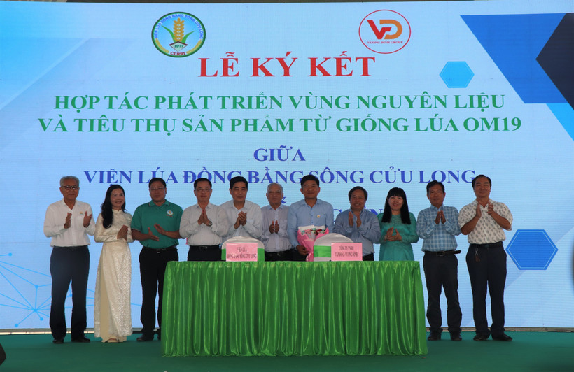 Viện Lúa Đồng bằng sông Cửu Long và Công ty TNHH Tập đoàn Vương Đình ký kết hợp tác cùng phát triển sản xuất khoảng 200.000ha lúa OM19 tại Đồng bằng sông Cửu Long nhằm xây dựng thương hiệu “Gạo Cần Thơ”. (Ảnh: Thu Hiền/TTXVN)