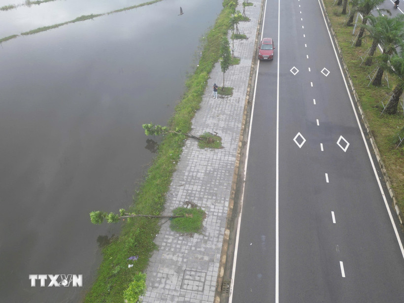 Hàng trăm cây xanh đổ ngã, bật gốc trên tuyến đường Phú Mỹ-Thuận An. (Ảnh: Mai Trang/TTXVN)