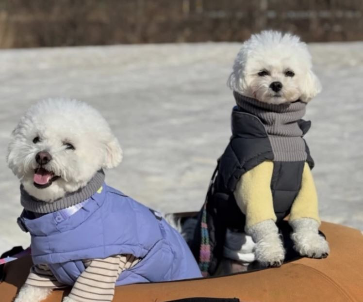 Những chú chó cưỡi trên xe trượt tuyết. (Nguồn: Joongangdaily)