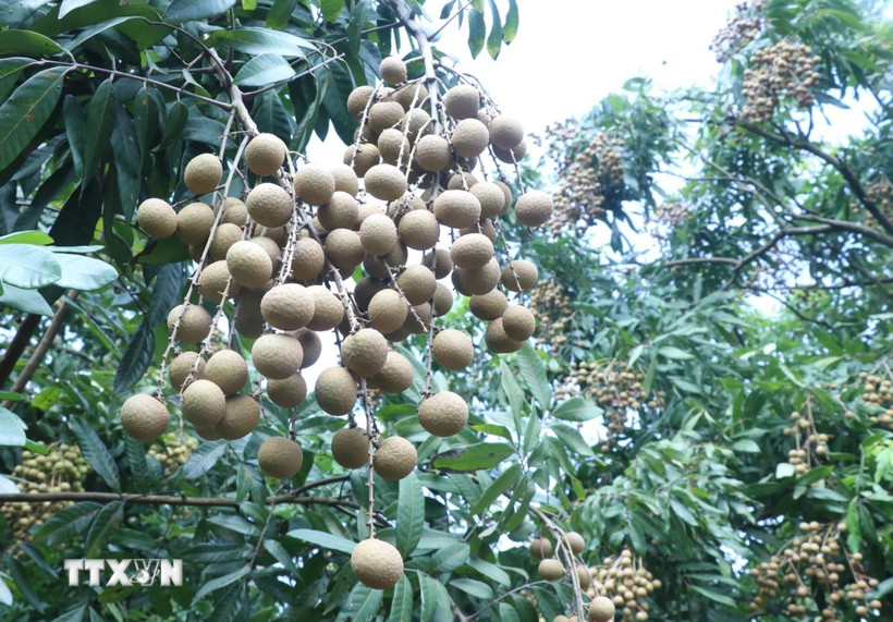 Nhãn đường phèn quả vuông là một trong giống nhãn đặc sản ở Hưng Yên. (Ảnh: Đinh Văn Nhiều/TTXVN)