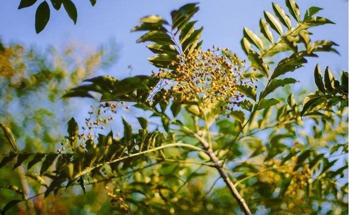 Cây Mắc Khén. (Nguồn: TTXVN)