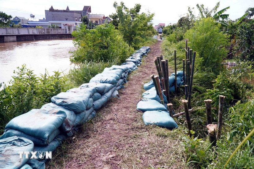 Đoạn bờ bao Cống Cù Là (xã Hồng Vũ, tỉnh Hưng Yên) đã được ứng cứu, khắc phục xong sự cố tràn bờ ngay trong chiều cùng ngày. (Ảnh: Nguyễn Công Hải/TTXVN)