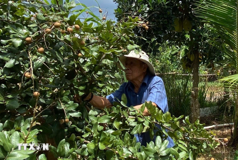 Ông Tô Hữu Phúc (85 tuổi), thương binh hạng 4/4, là một cựu chiến binh gương mẫu trong phát triển kinh tế hộ gia đình tại xã Thường Tân. (Ảnh: Huyền Trang/TTXVN)