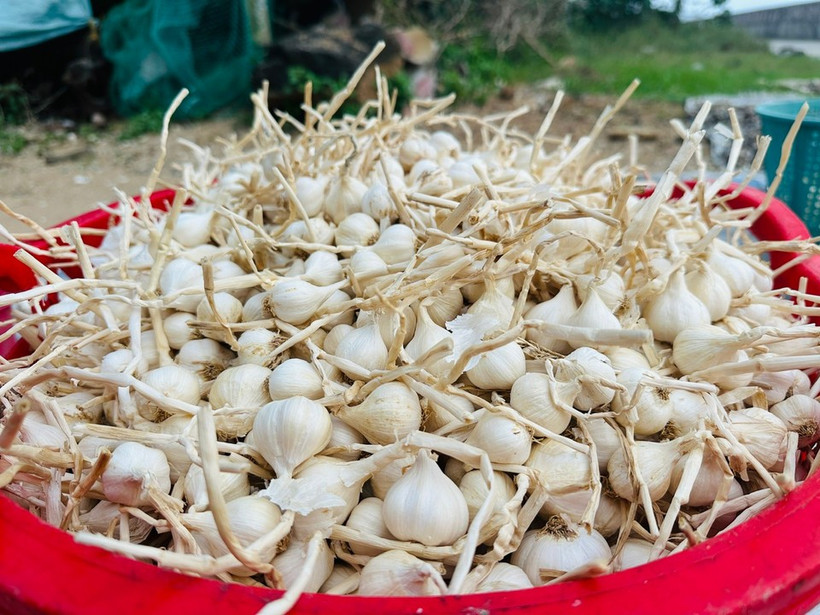 Tỏi tuy được mùa nhưng giá bán thấp hơn mọi năm, chỉ dao động ở mức 35.000 đồng/kg (loại lớn) và 30.000 đồng/kg (loại nhỏ). (Nguồn: Vietnam+)