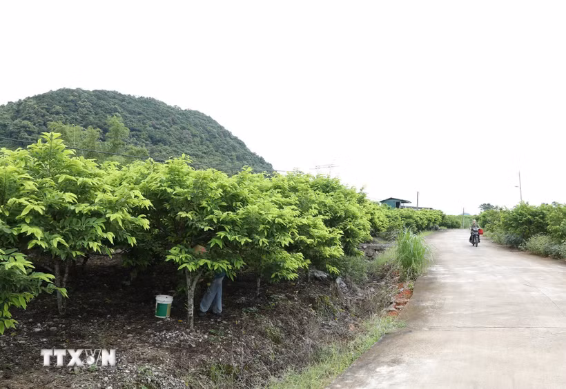 Những vườn na xanh mướt đến vụ thu hoạch là thành quả của sự dám nghĩ, dám làm của người dân vùng cao Phú Long. (Ảnh: Đức Phương/TTXVN)