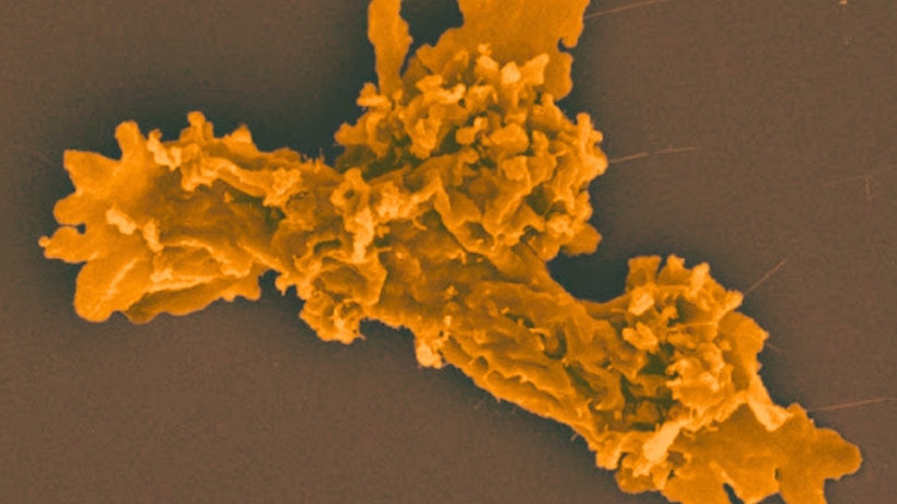 Ảnh chụp hiển vi các tế bào dạng amip đơn bào. (Ảnh: sciencealert.com)