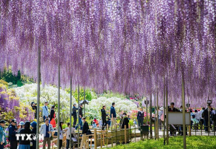 Du khách chiêm ngưỡng vẻ đẹp hiếm có của đường hầm hoa tử đằng tím. (Ảnh: Xuân Giao/TTXVN)