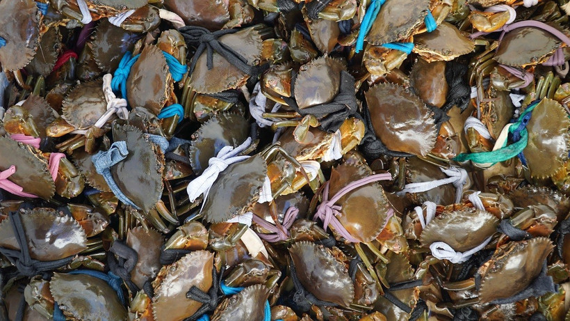 Nông dân thu hoạch cua biển. (Ảnh: Văn Sĩ/TTXVN)