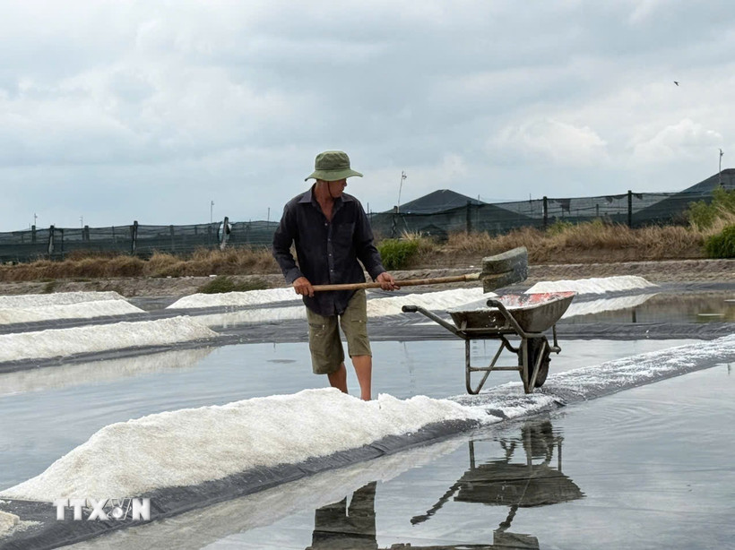 Dù thức xuyên đêm cào muối "chạy mưa" nhưng gia đình ông Lương Văn Được tại xã Long Điền (Thành phố Hồ Chí Minh) vẫn bị thiệt hại nặng. (Ảnh: Hoàng Nhị/TTXVN)