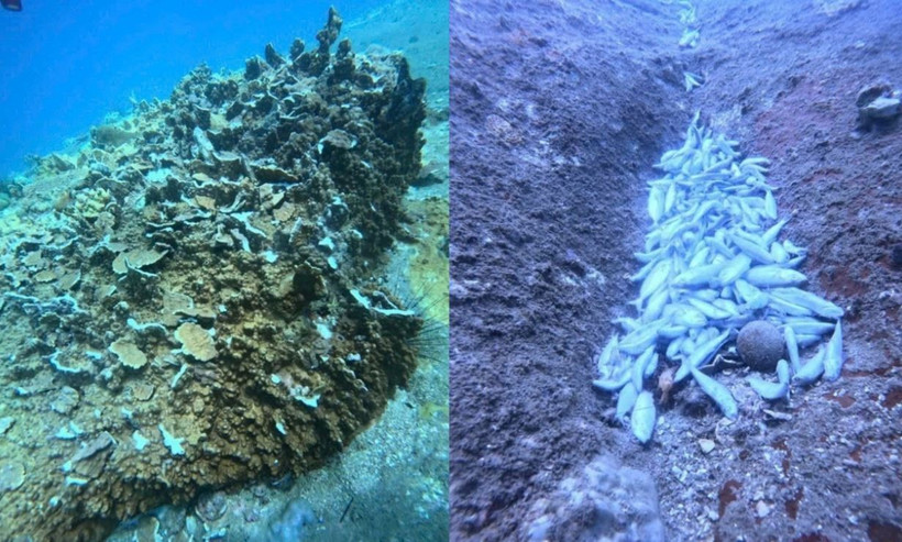 Cá chết hàng loạt, san hô bị gãy ngang hồi cuối tháng 8.2025 tại vịnh Nha Phu (Khánh Hòa). (Ảnh cắt từ clip)